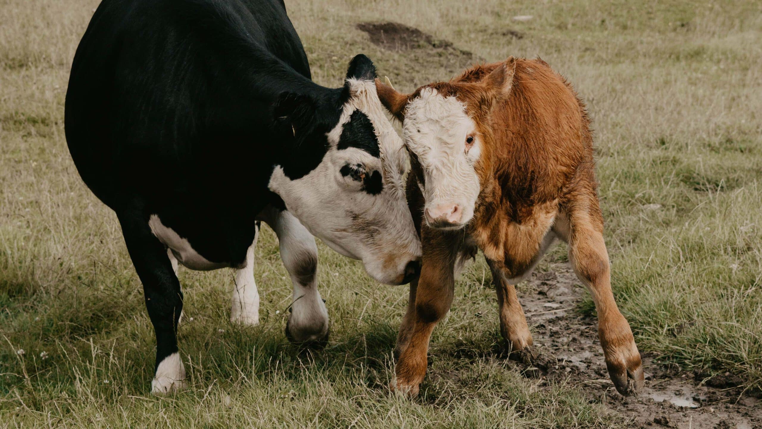 De herkomst van het woord branding