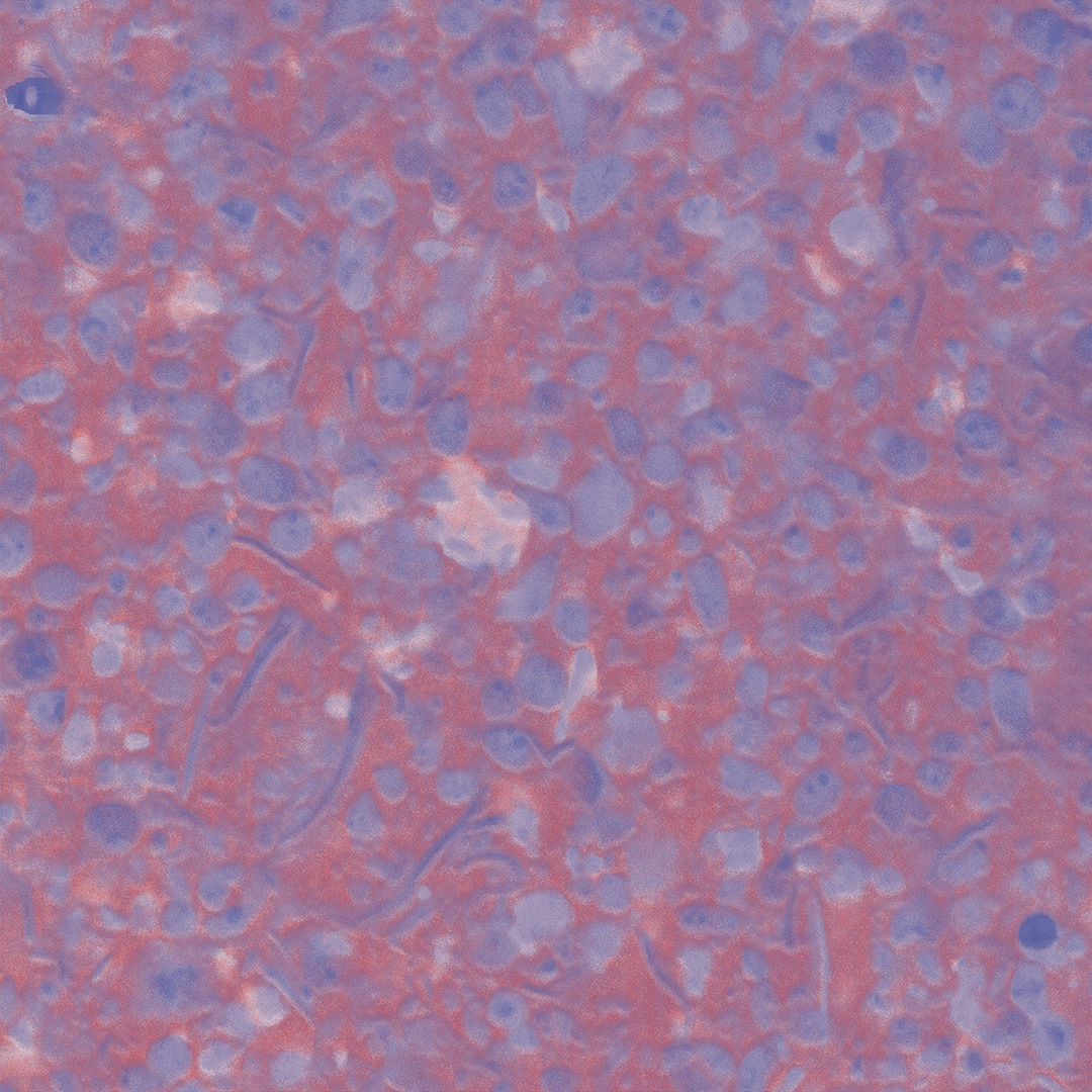 DNW Lab Almond Cheese BG