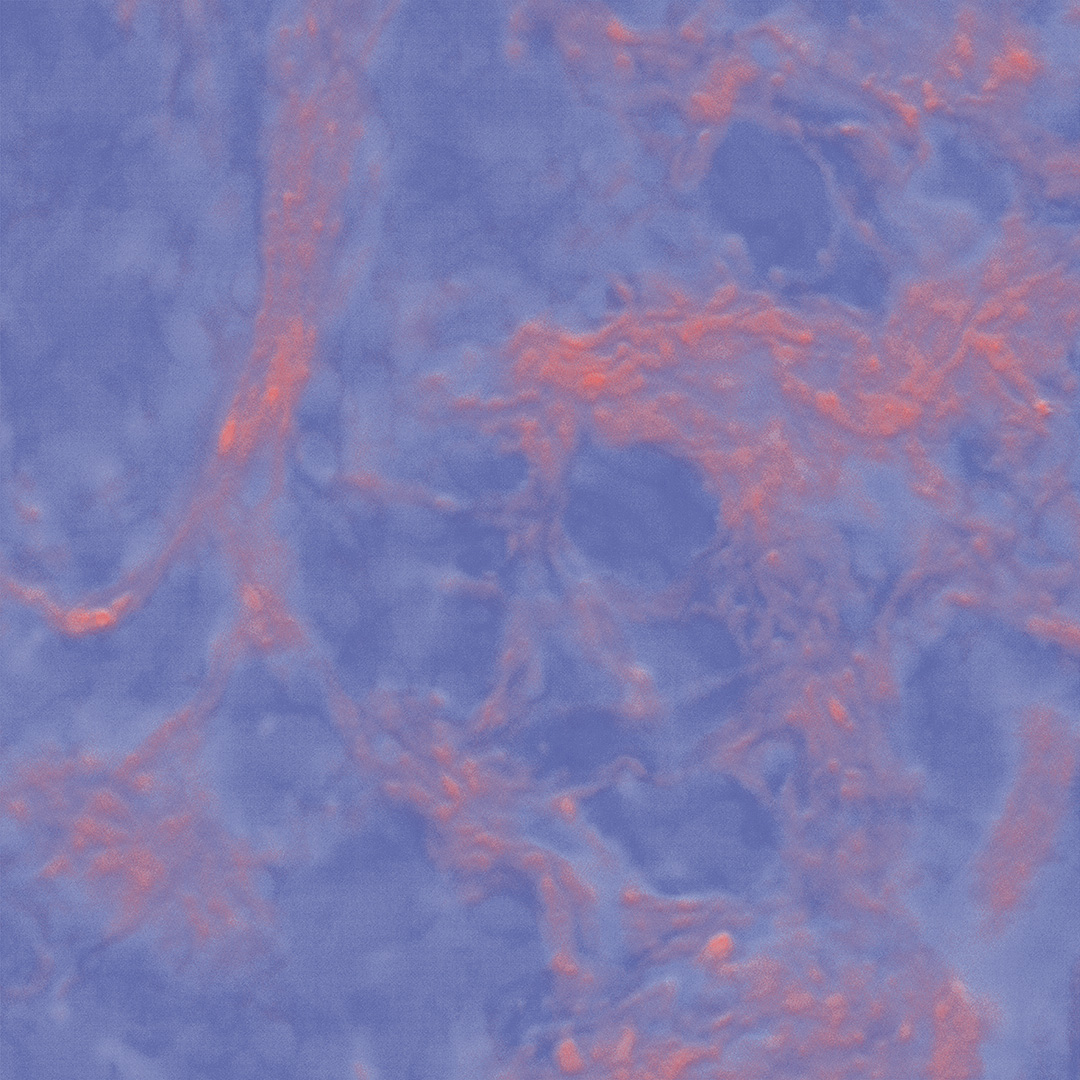 DNW Lab Almond Cheese BG